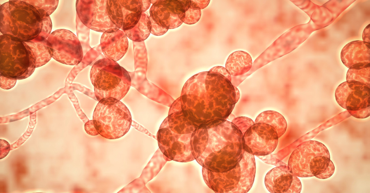 Combination Of Drugs May Combat Deadly Drug-resistant Fungus