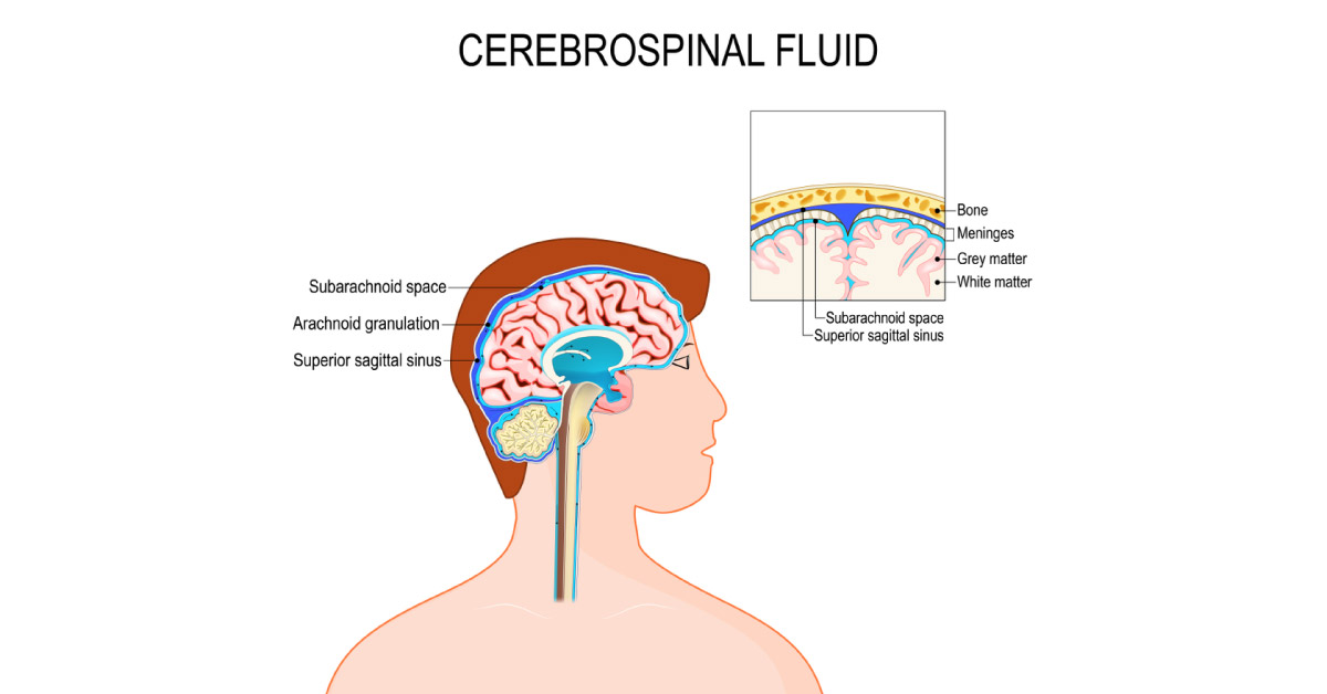 Brief Post On The Circulation Of Cerebral Spinal Fluid