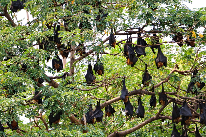 Nipah Virus: How It Spreads, Past Outbreaks, What To Watch Out For PTI