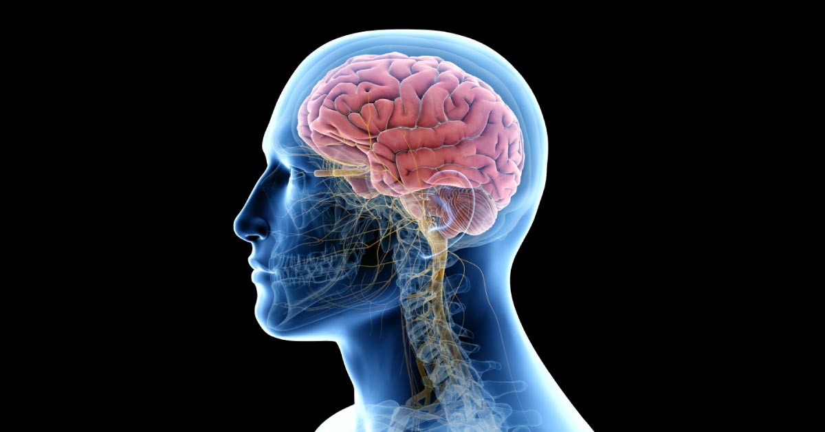 Brain Has Got Lymphatic System As In Other Organs To Clear Neuron Cellular Fluid