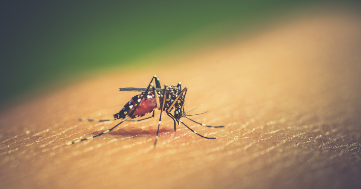 Bangladesh Hit By Worst Dengue Outbreak On Record