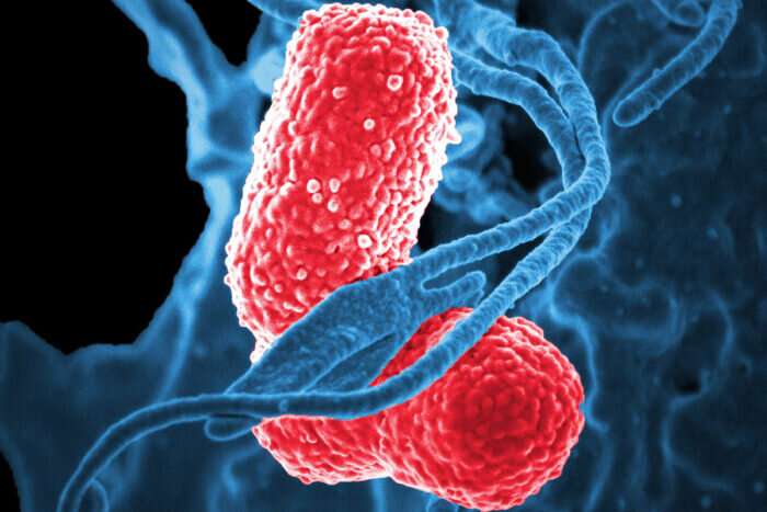 Vaccine Against Deadly Superbug Klebsiella Effective In Mice
