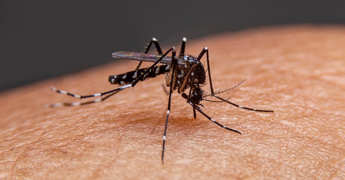 Monsoon Is Here, Mosquitoes Are Back And So Is Dengue: Here Are Some Key Things You Need To Know About The Disease