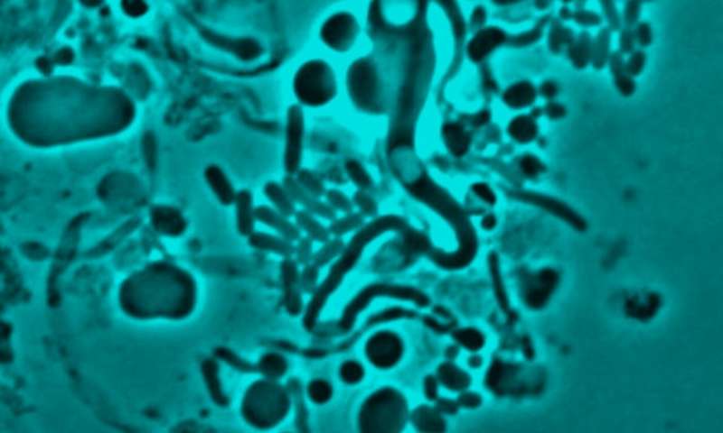 The Pathway Of Changes In Bacteria To Become Antibiotic Resistant Revealed
