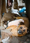 World Rabies Day - Time To Eliminate Rabies By Vaccination