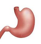 Resistance To H. Pylori Antibiotics Doubles In 20 Years