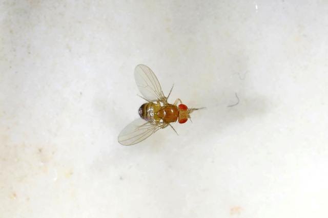 Aging Will Be Challenged By A Poly Pill Invented After Fruit Fly Experiment