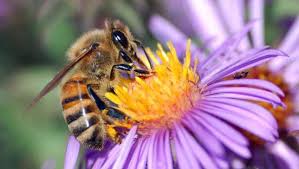 Opinion Polls- What Is The Percentage Of Our Current Researches On Bees' Honey Comparable To The Optimum One?