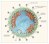 A New Coronavirus From China Is Threat To Whole World