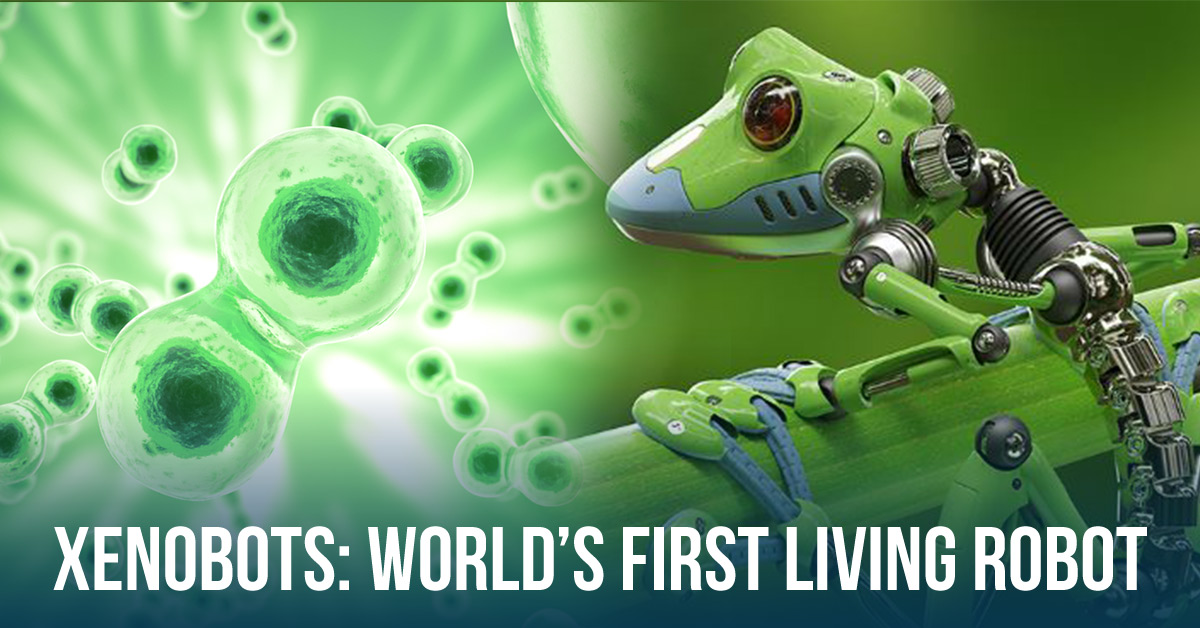 Xenobots: The World's First Living Robots