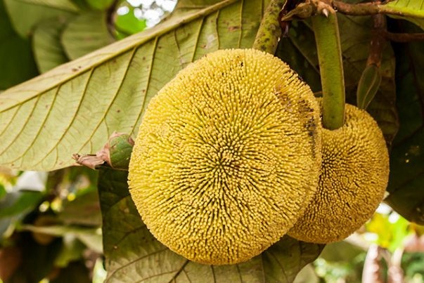 Which Is The Healthiest Fruit Available In India?