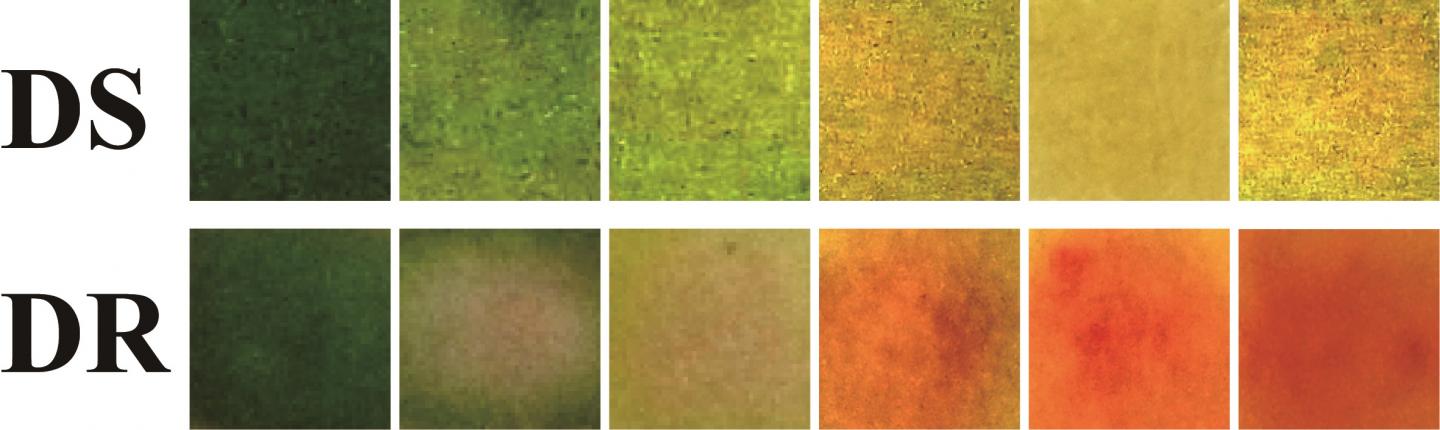 Colour-changing Bandages Sense And Treat Bacterial Infections