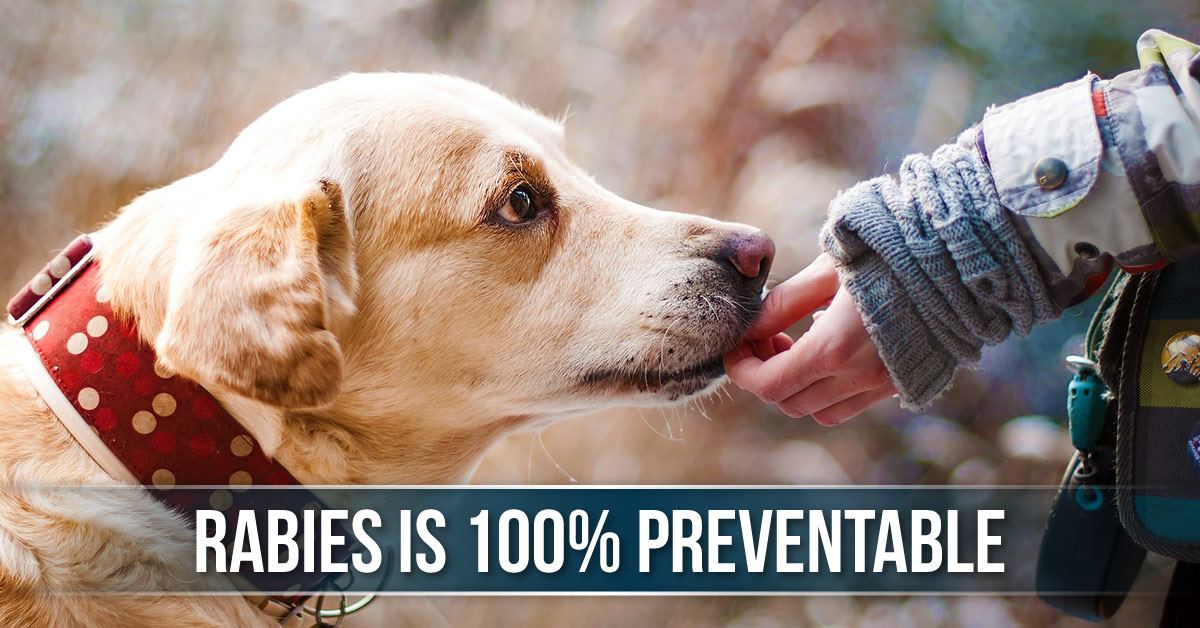 An Overview Of Universally Fatal Disease, Rabies