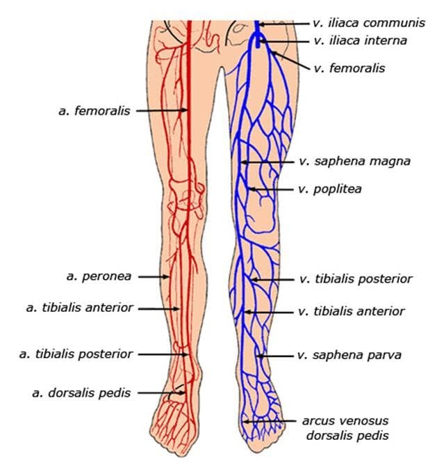 Legs Free Of Varicose Veins, Even Though They Appear With Old Age