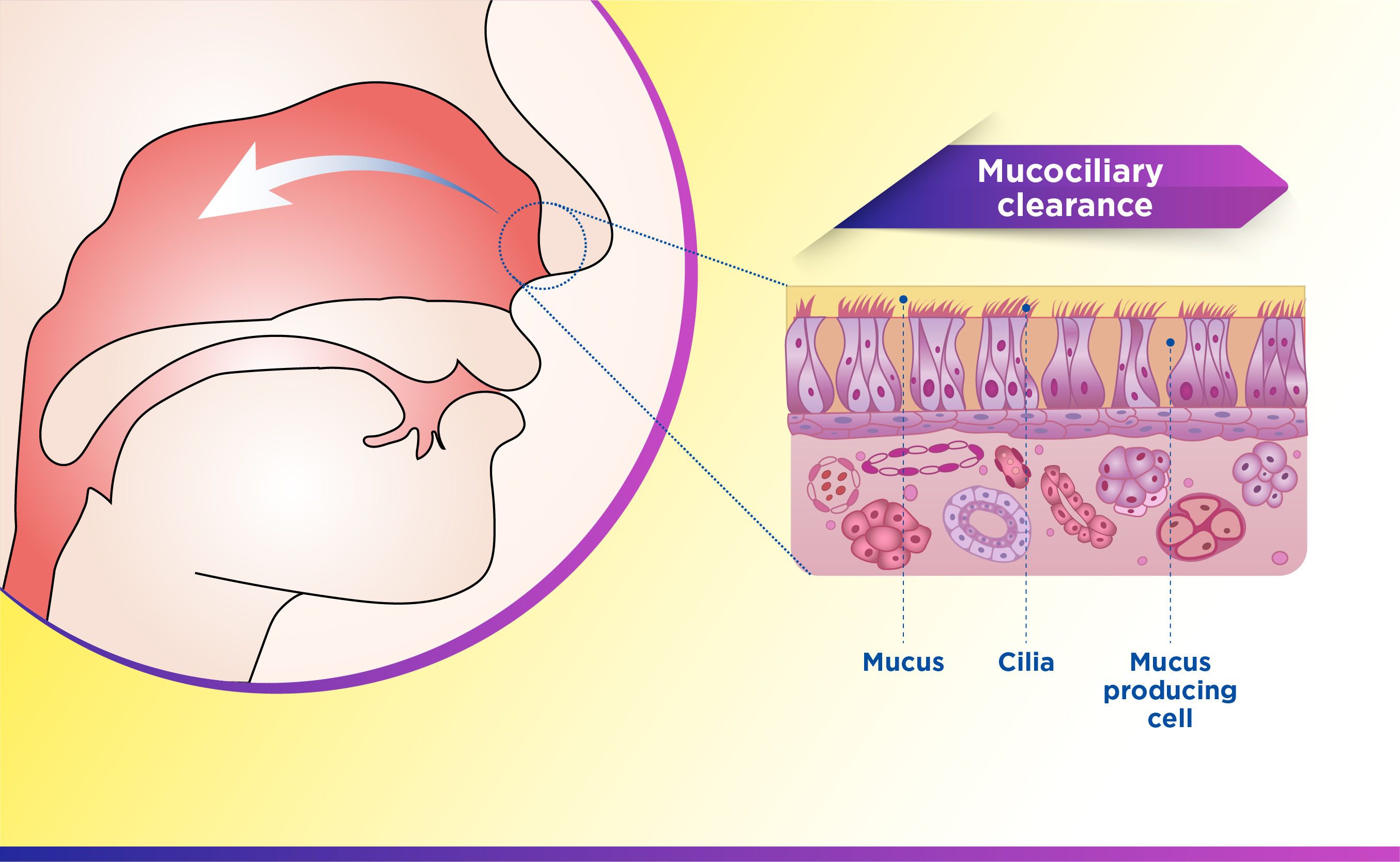 Nasal Cycle And Its Impact On Mucociliary Clearance
