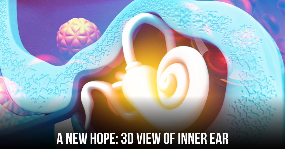 Swedish Study Provides A 3D View Of The Inner Ear