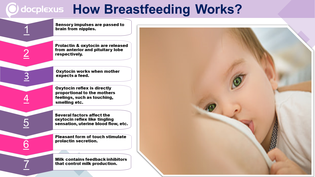 Breastfeeding -  Hormonal Control Of Milk Production