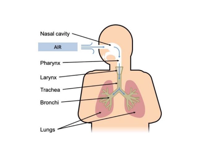 What Happens To Your Lungs When You Get Covid