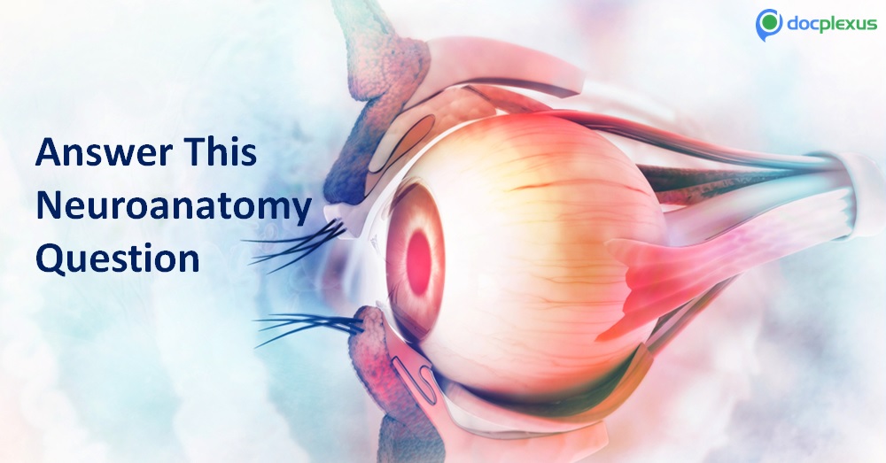 Answer This Question on Neuroanatomy