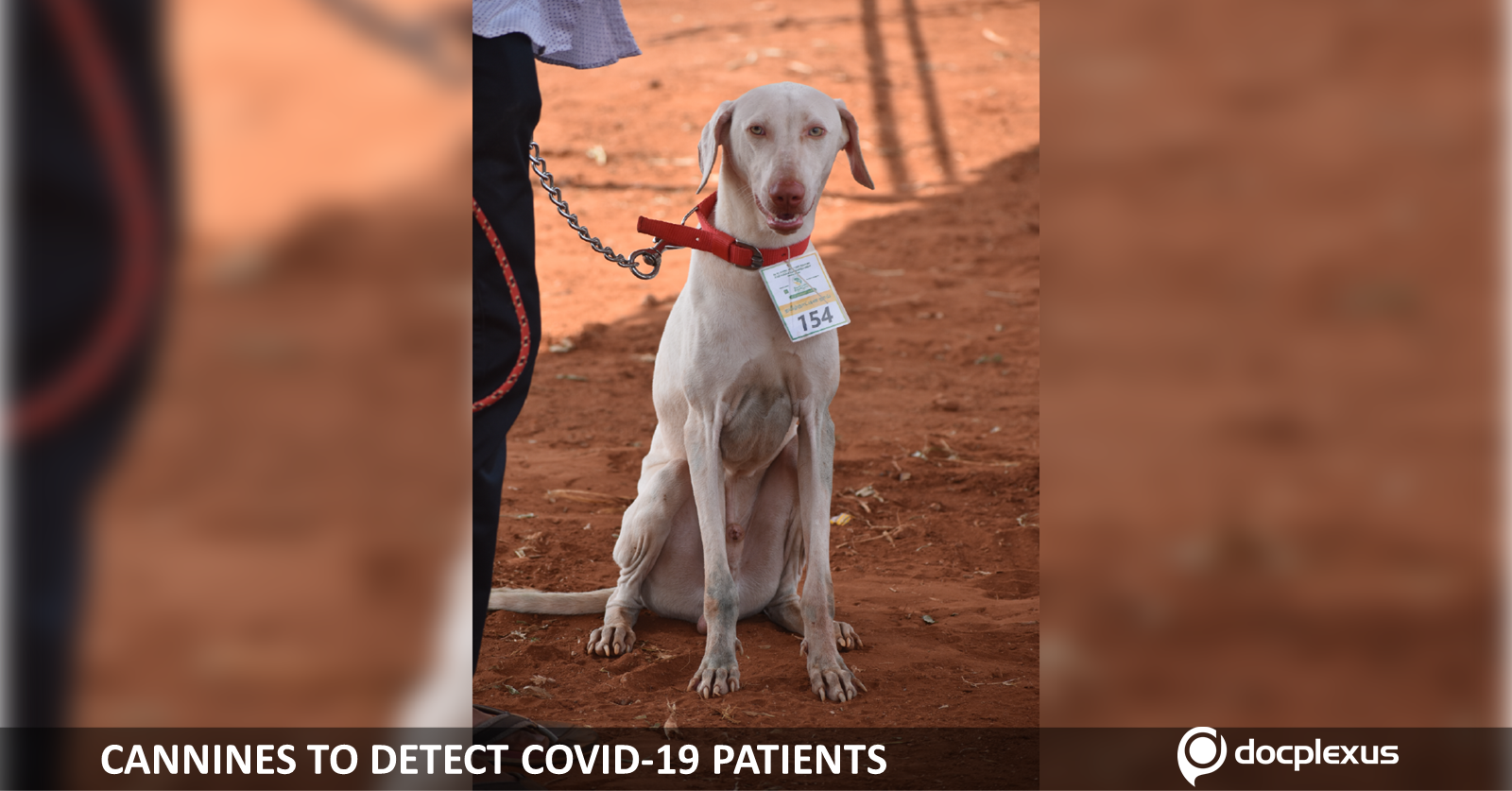 Sniffer Dogs to Detect COVID-19 Positive Patients