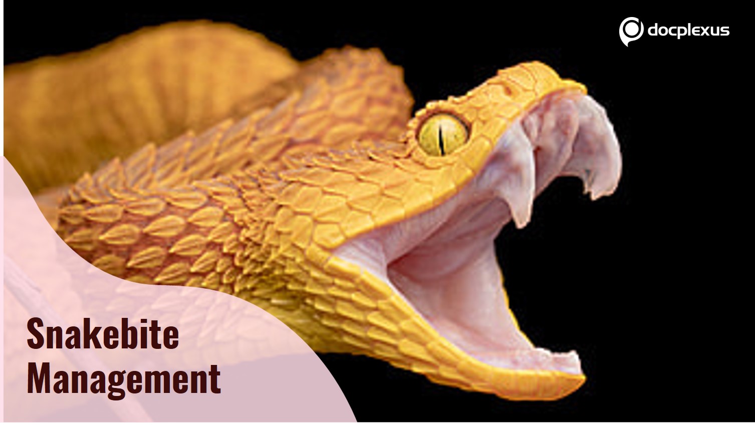Snakebite: A Neglected Tropical Disease