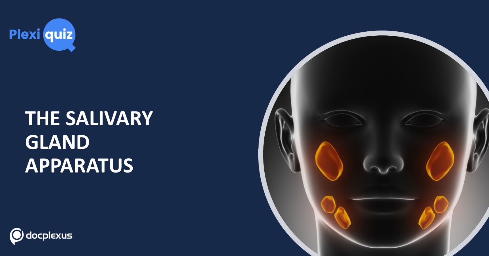 The Salivary Gland Apparatus