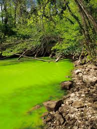 Harmful Algal Blooms