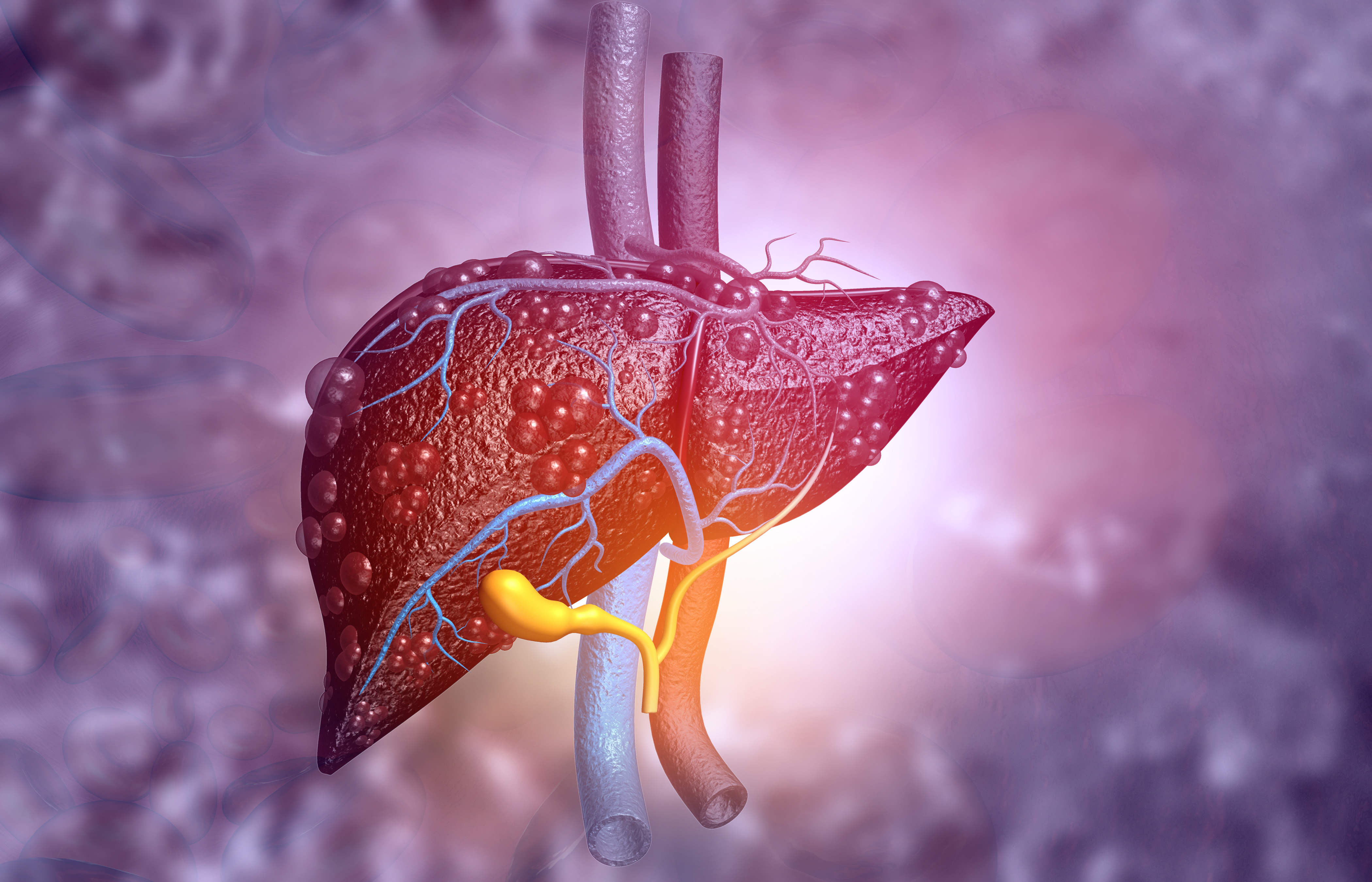Anatomy and Physiology of the Liver: A Short Quiz!