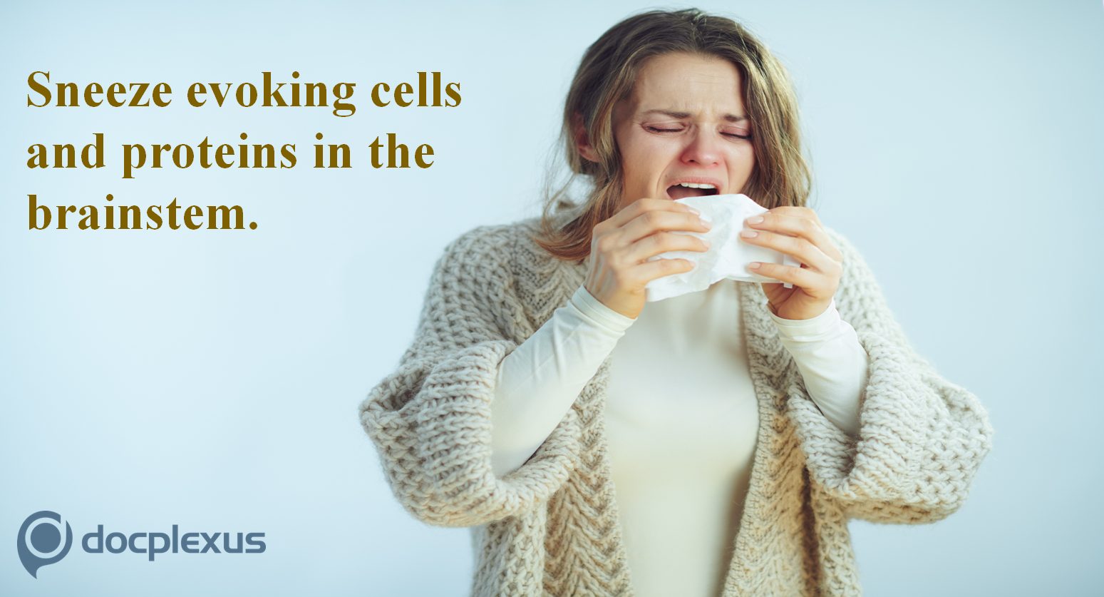 Neuromedin B peptides – A Sneeze-evoking Molecule
