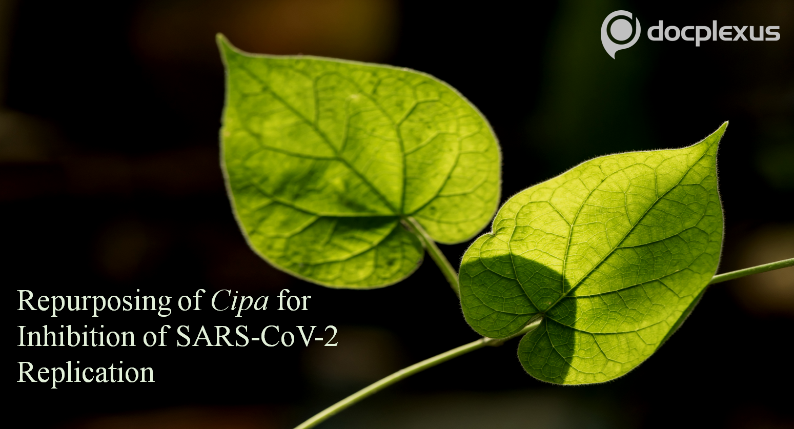 Cissampelos pareira (Cipa) Shows Anti-SARS-CoV-2 Potential