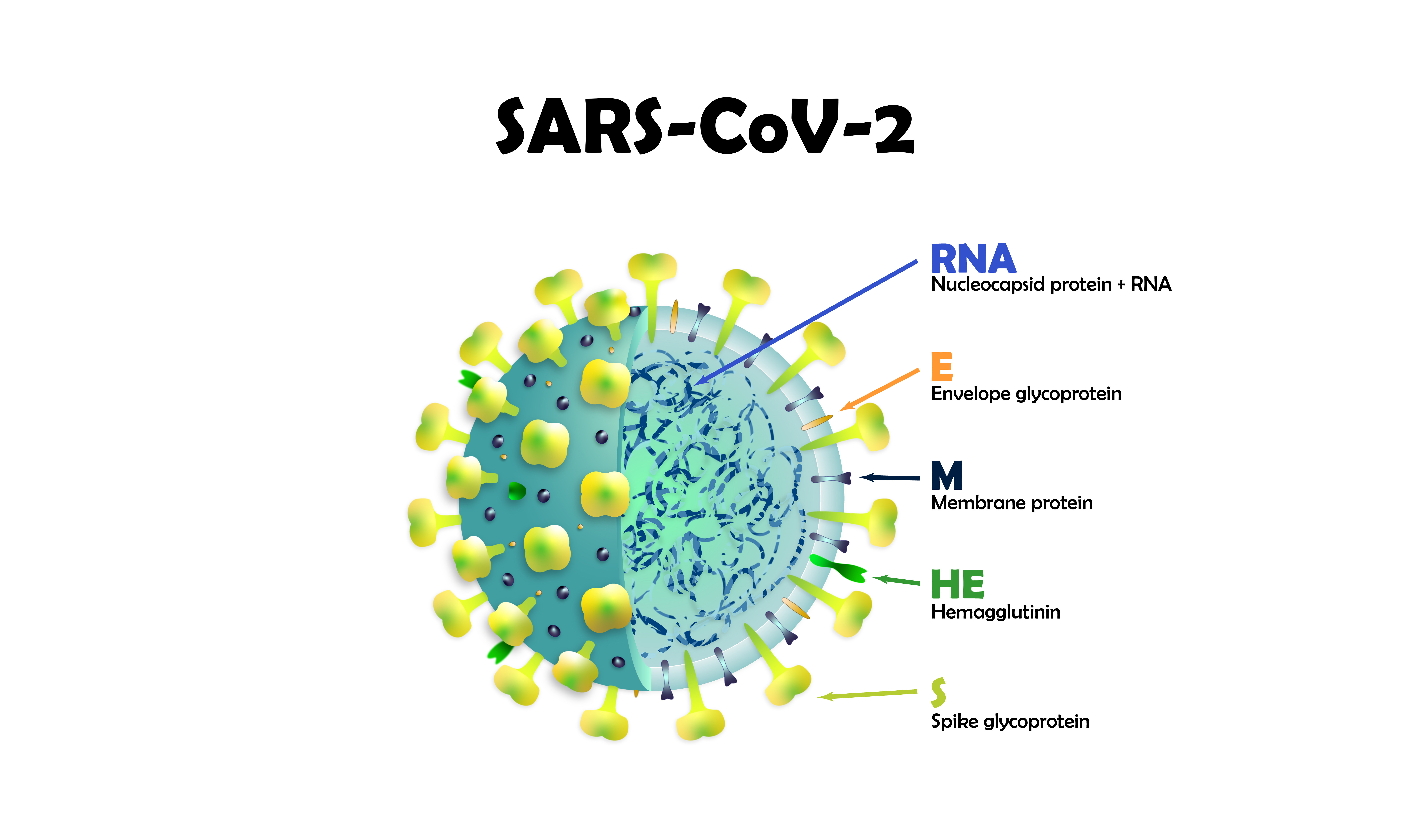 SARS-CoV-2 Nucleocapsid Protein: What It Is and Why You Should Know it