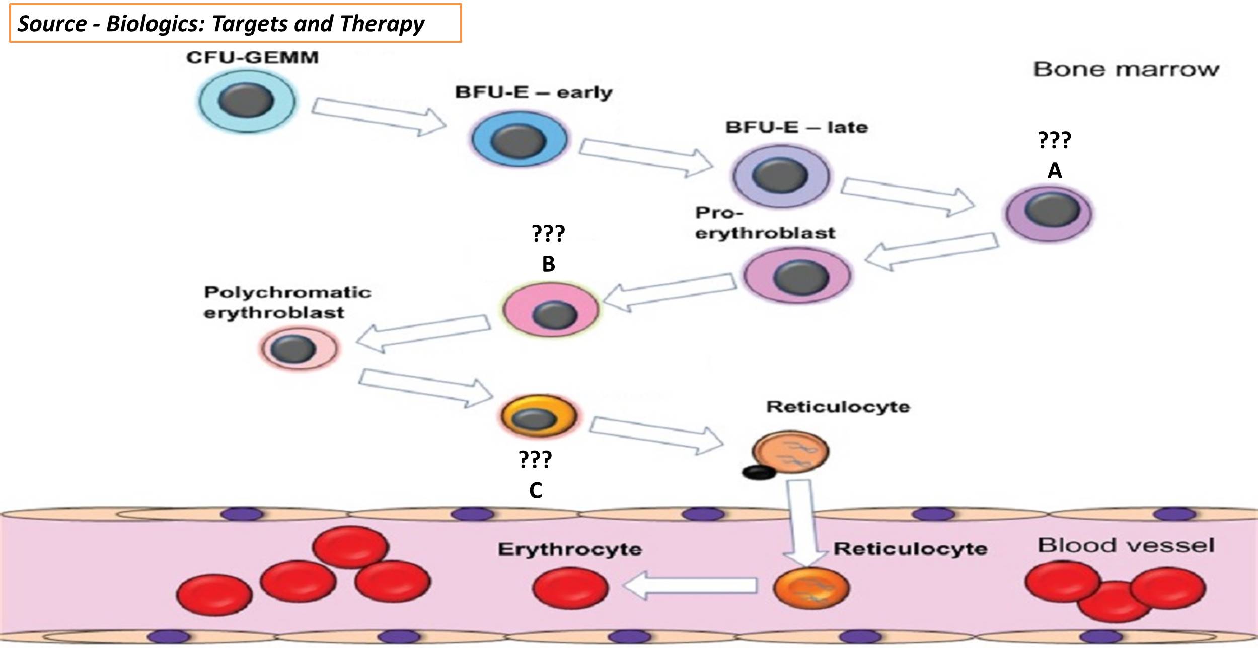 Various Stages of Erythroid Differentiation