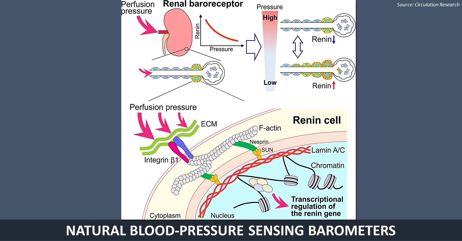 Natural Cellular Baroreceptors Aid in Maintaining BP