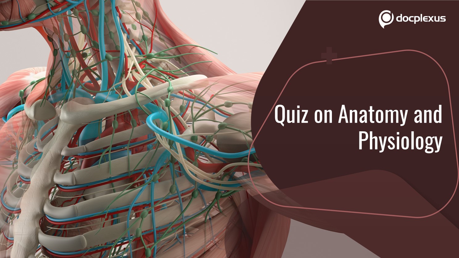 Test Your Knowledge of Anatomy and Physiology!