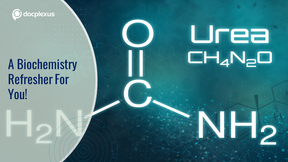 Can You Identify Which of the Following Disorders is NOT a Urea Cycle Disorder?