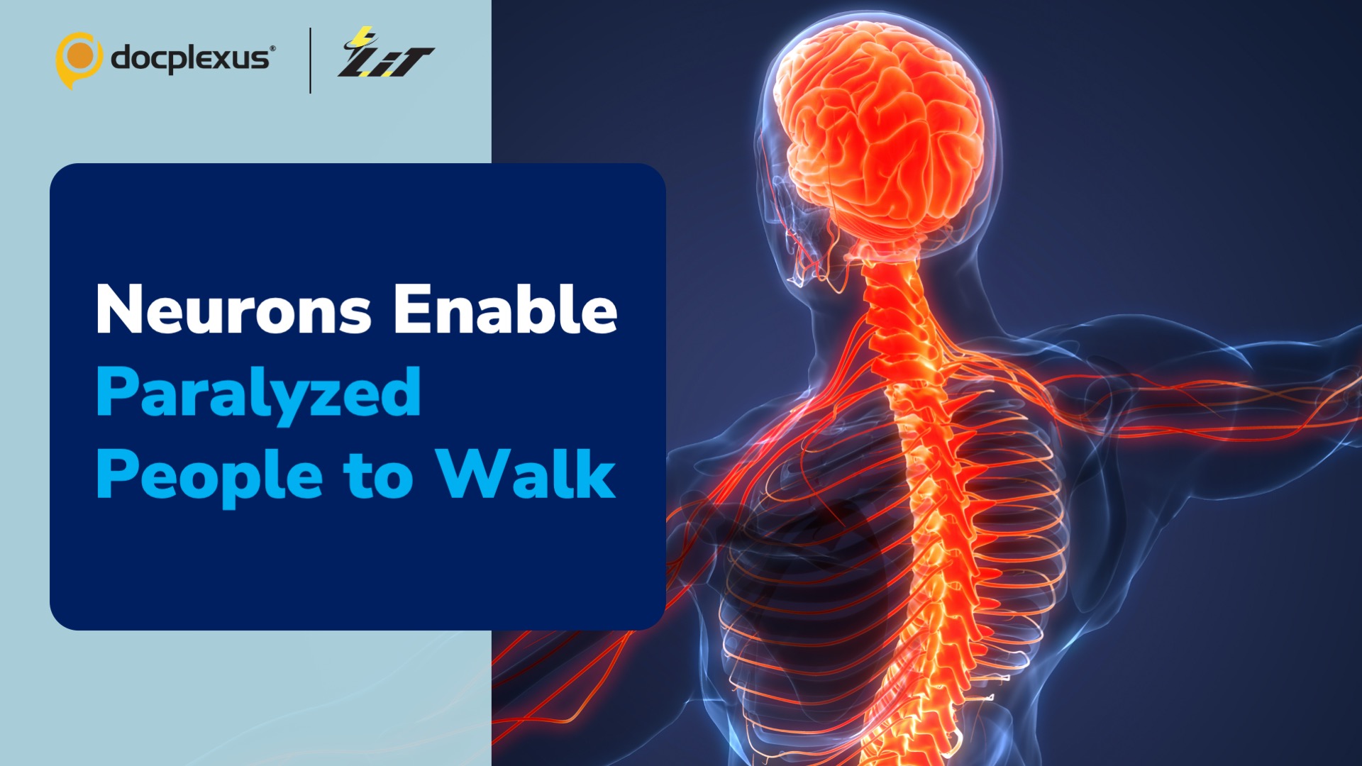 Neurons that Restore Walking in SCI Individuals
