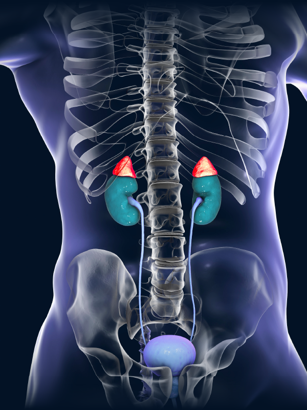 Approach to Endocrine Hypertension and Osteoporosis: A Case-based Discussion