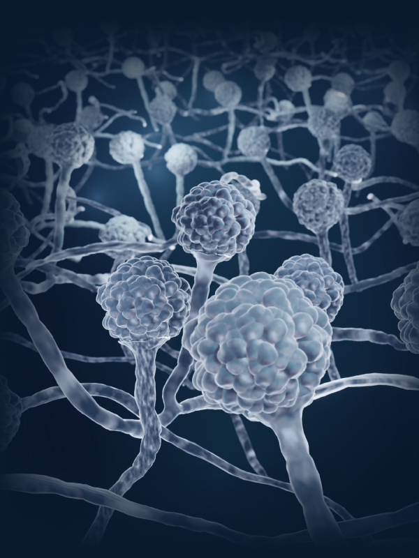 Mucormycosis – A Surgical Intervention!