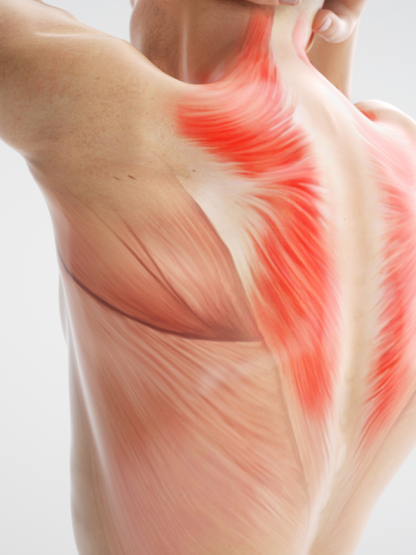 Sarcopenia, Cachexia and Aging: Diagnosis and Therapeutic Options