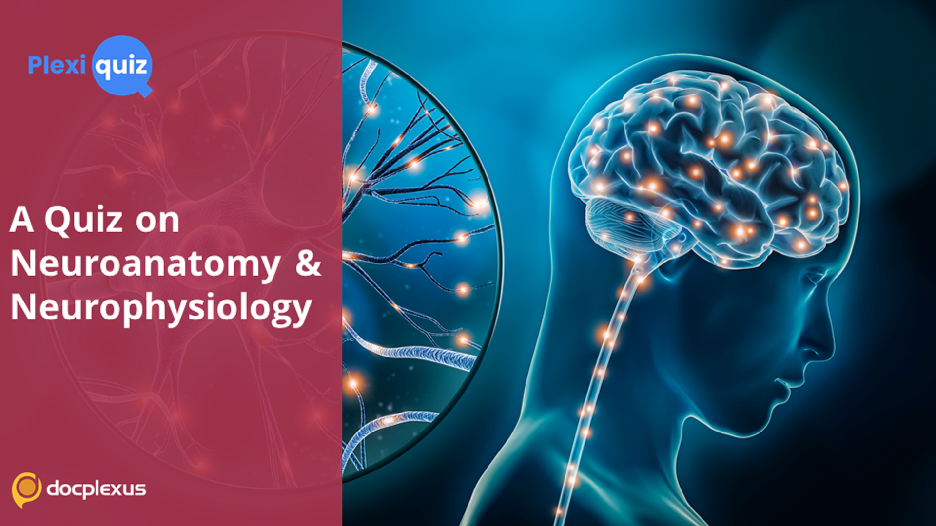 Ace This Quiz on the Anatomy & Physiology of Nervous System!