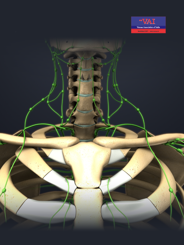 In Human Identification of the Lymphatic Glycocalyx: New Frontiers