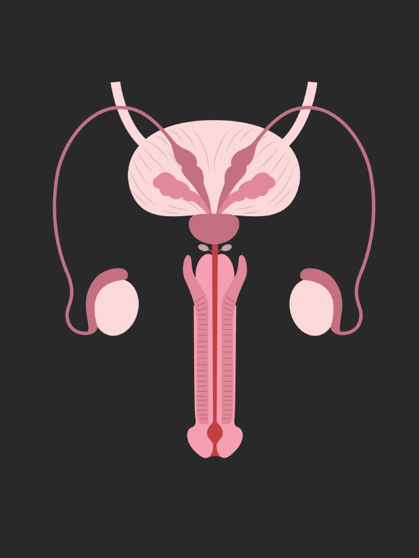 Penile Implantation