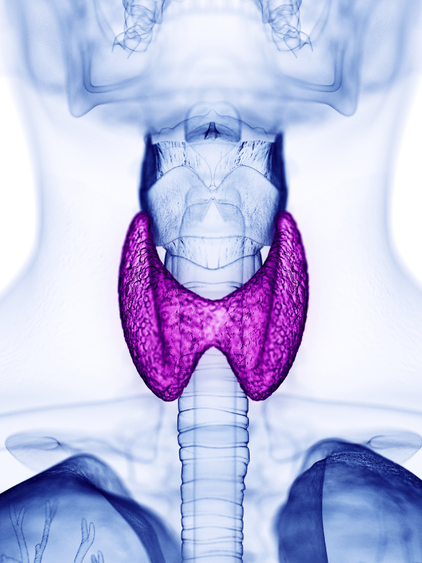 Thyroid Function Test Interpretation in Pregnancy