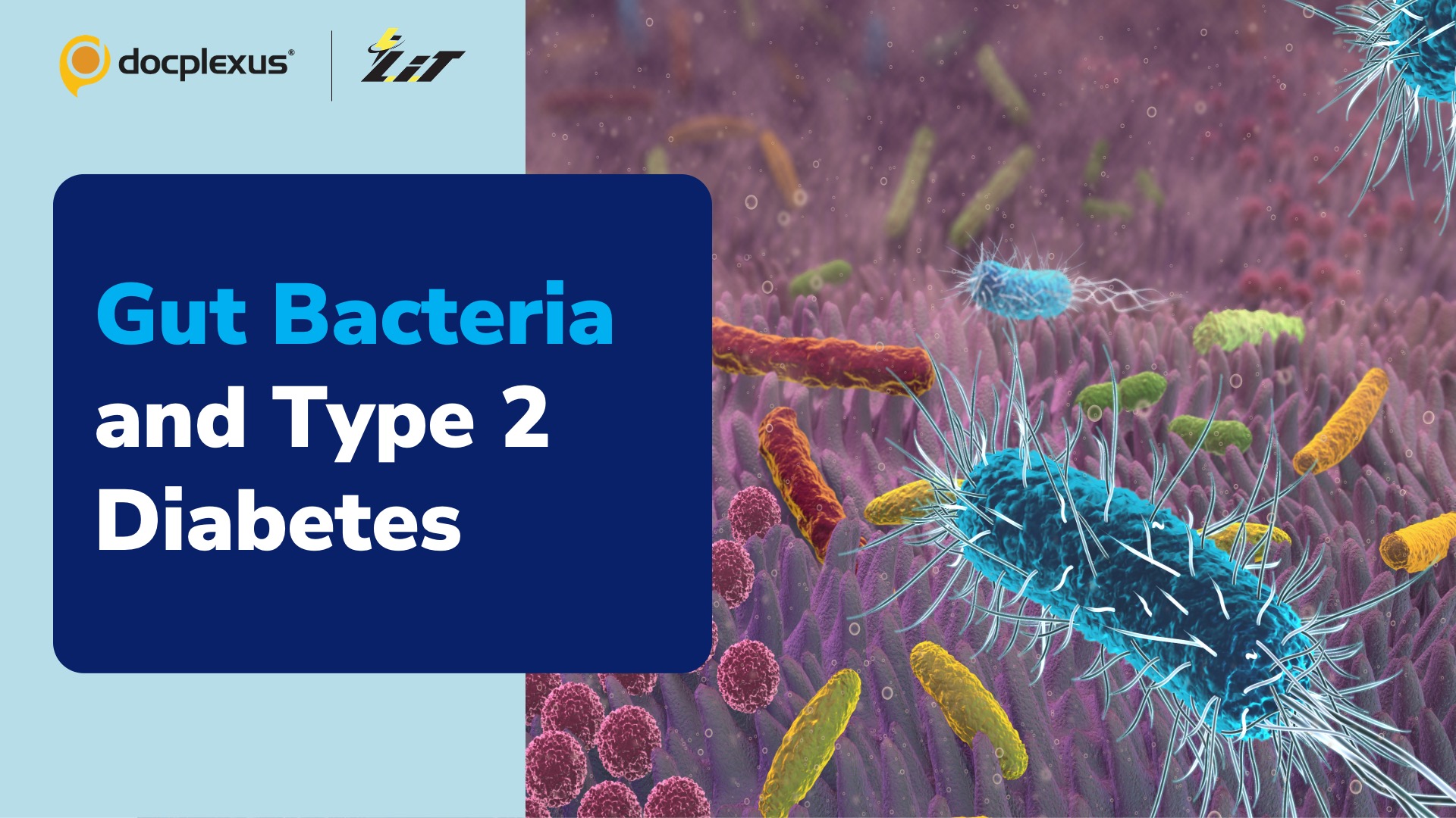 Can Gut Bacteria Affect Insulin Homeostasis?