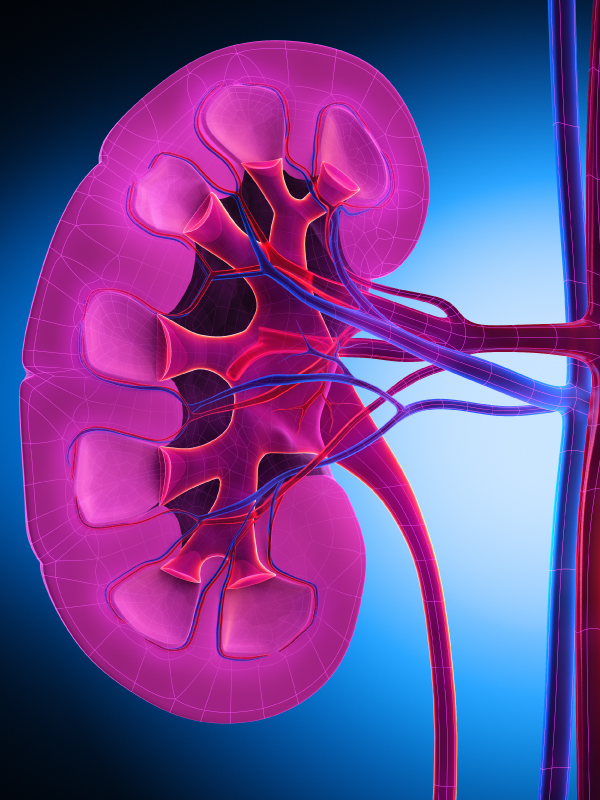 Role of SGLT2 Inhibitors in CKD