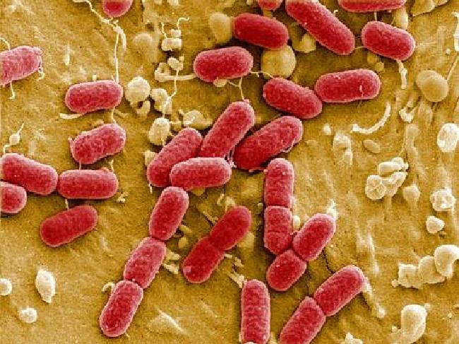 Bacterial Infections Increase Risk of Hearing Loss Due to Antibiotics