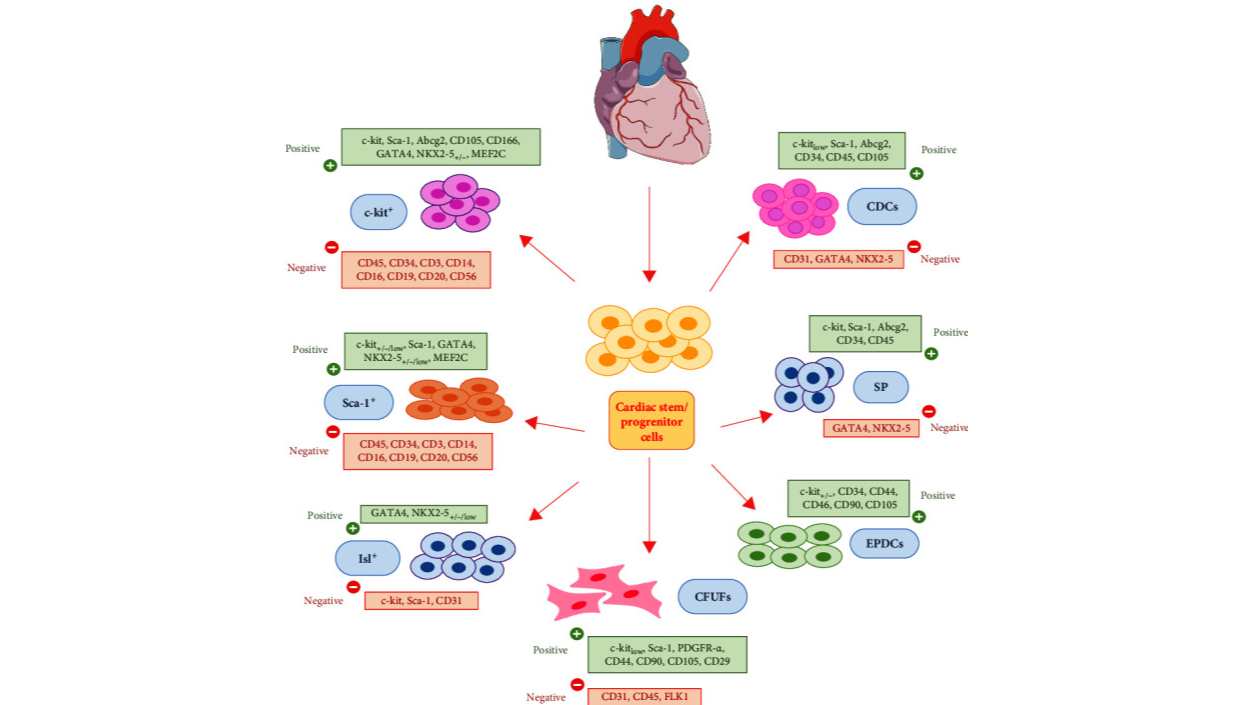 Cardiac Regeneration: Stem Cell vs. Cell-Free Therapies