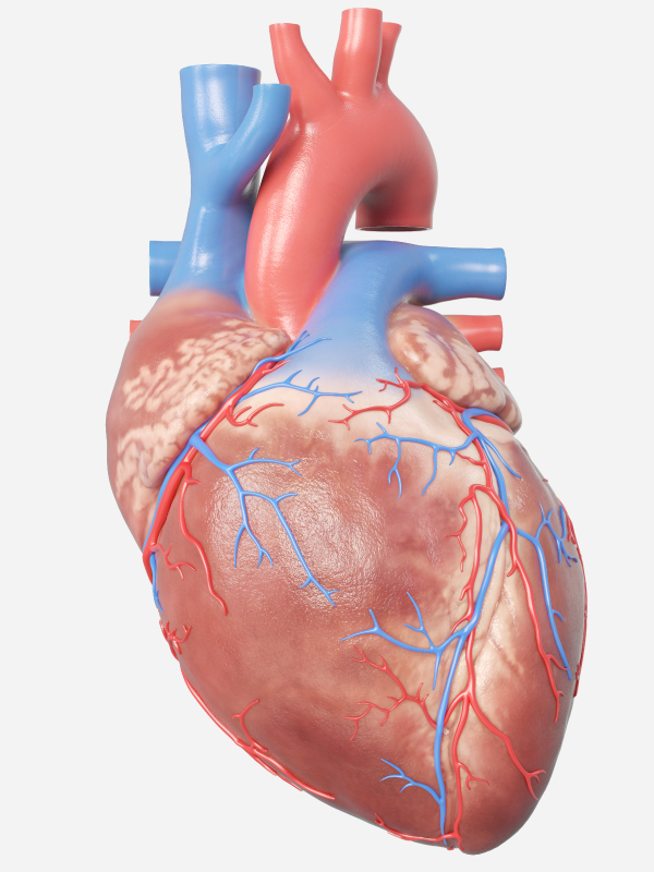 Chronic Coronary Syndrome: New Wine in Old Bottle