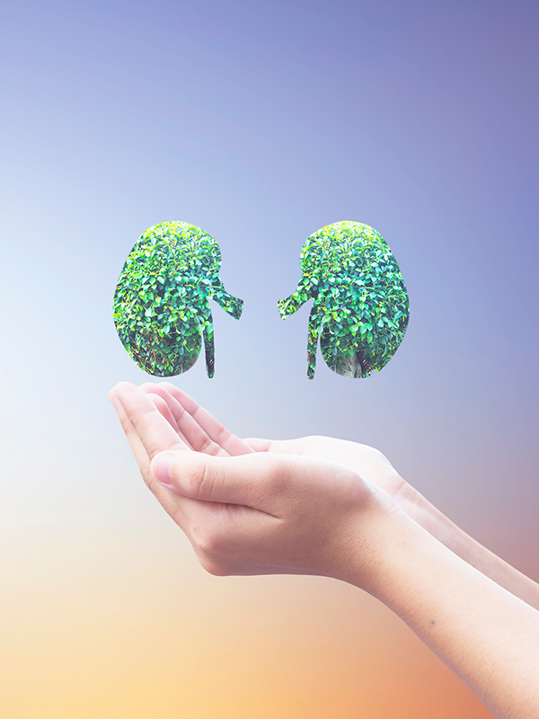 Chronic Kidney Diseases: From Prevention to Treatment