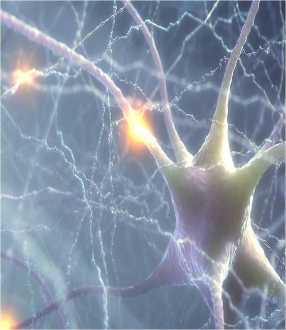 An Evidence-Based Approach to Nutrition and Cognitive Development